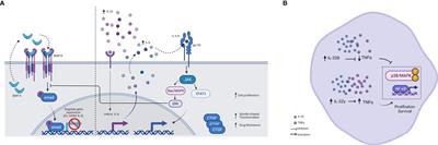 A Paradoxical Effect of Interleukin-32 Isoforms on Cancer